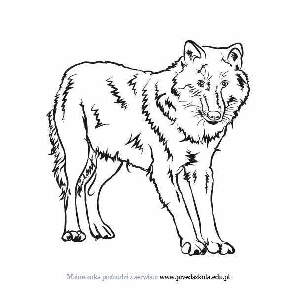 Wilk kolorowanki